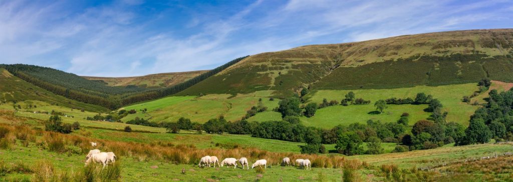 herd of animal eating grass