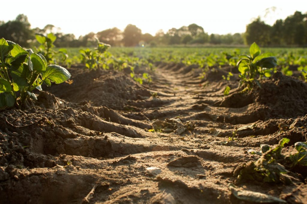 brown pathway between green leaf plants