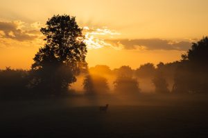 a horse standing in the middle of a field