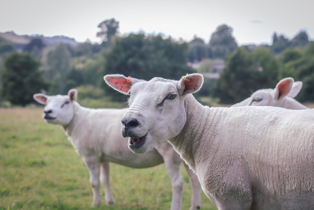 a herd of sheep standing on top of a lush green field