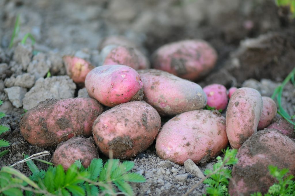 red and brown oval fruits on ground