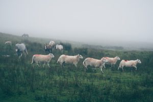 a herd of sheep walking across a lush green field