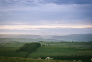 a grassy field with sheep