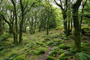 green leafed trees during daytime