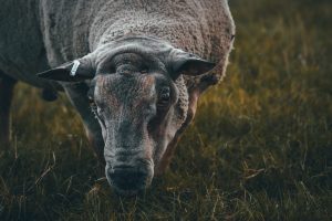 a close up of a sheep in a field of grass