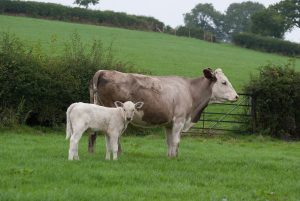 cow, calf, bovine