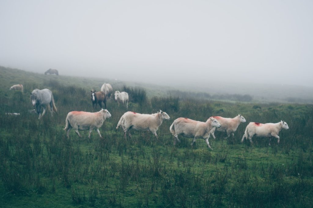 a herd of sheep walking across a lush green field