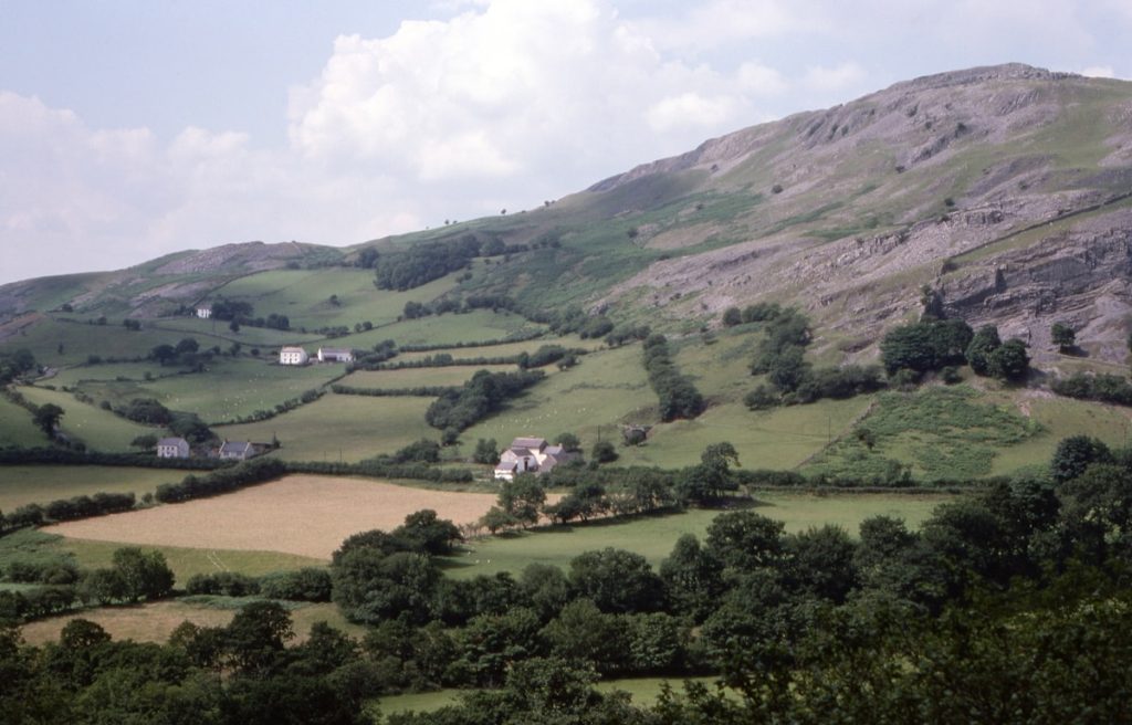 a lush green hillside covered in lots of trees